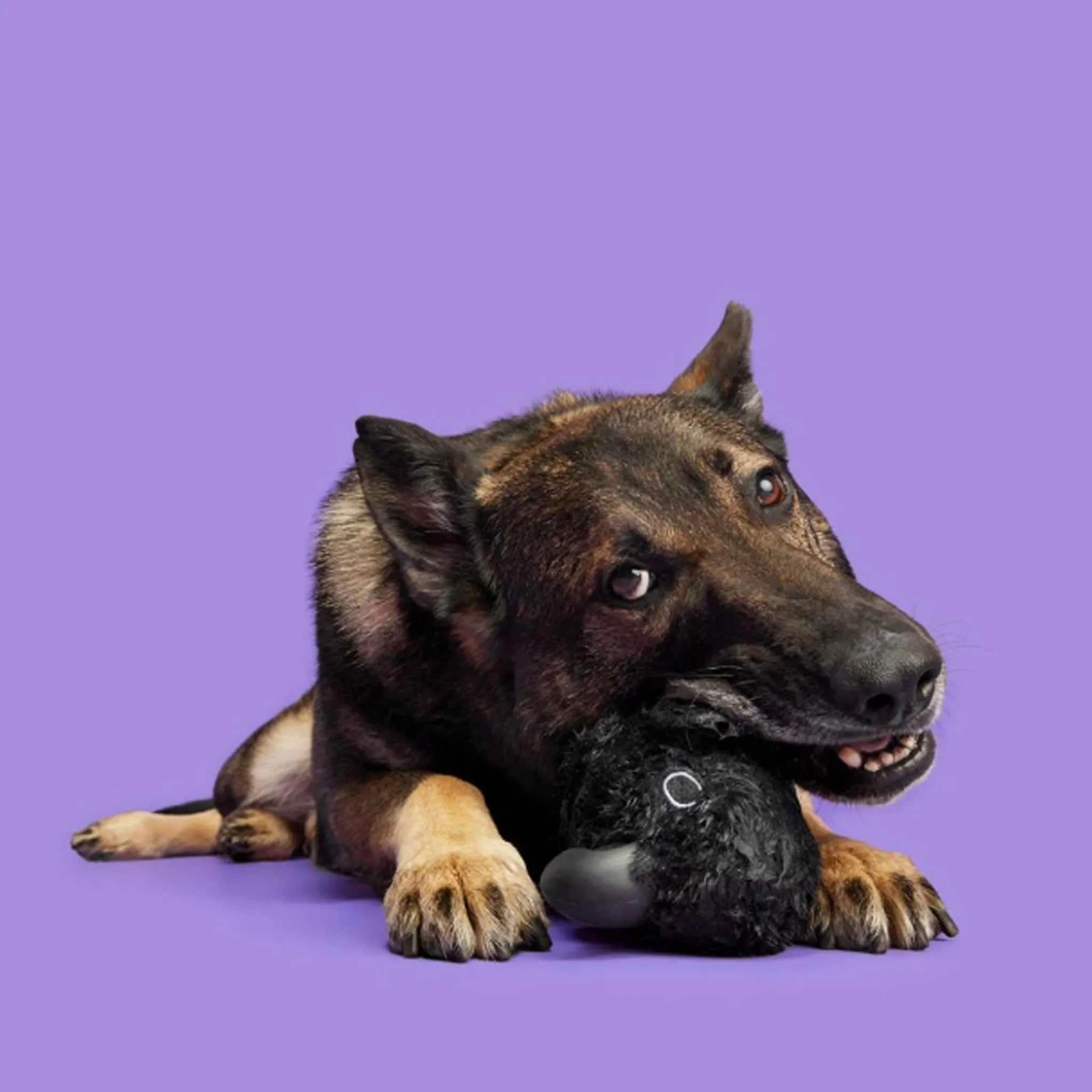 Bark Throwth the Raven Dog Toy