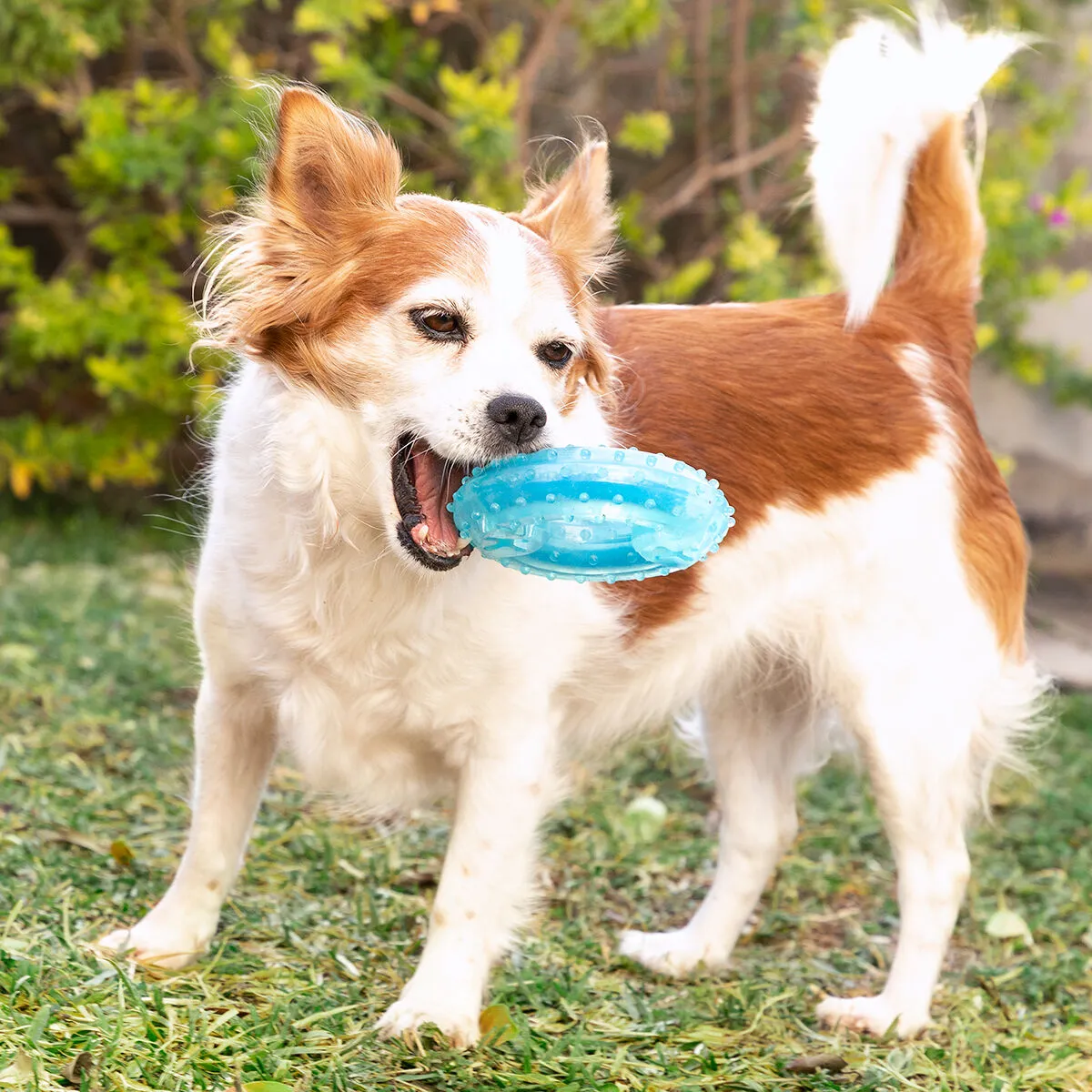 Freezable Pet Chew Toy