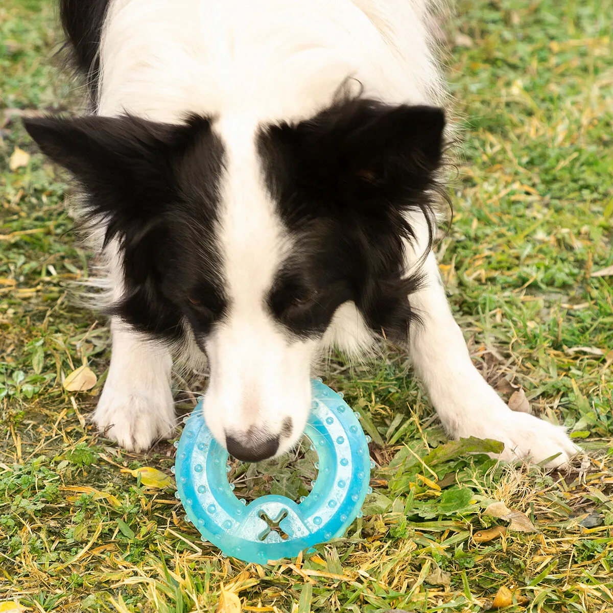 Freezable Pet Chew Toy