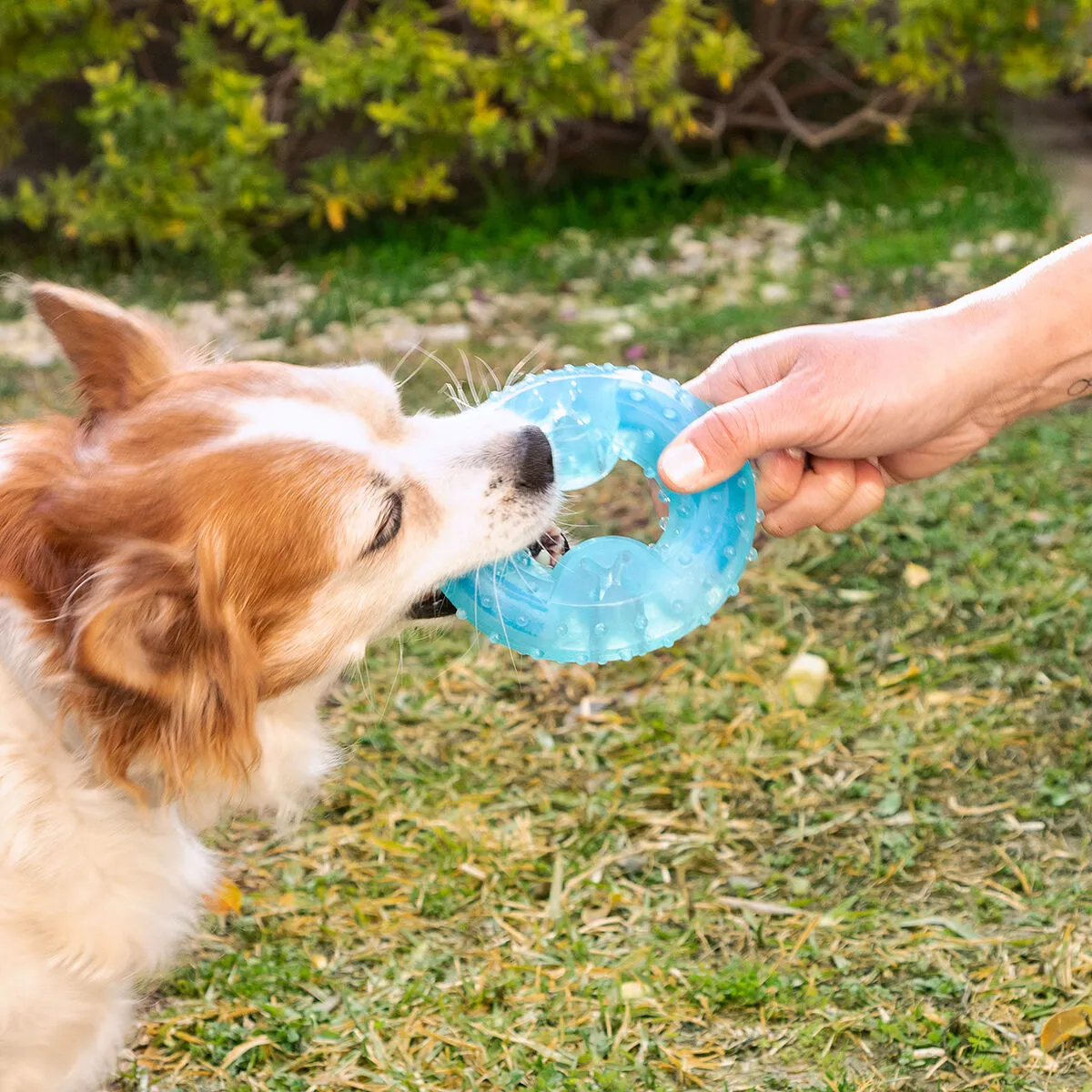 Freezable Pet Chew Toy