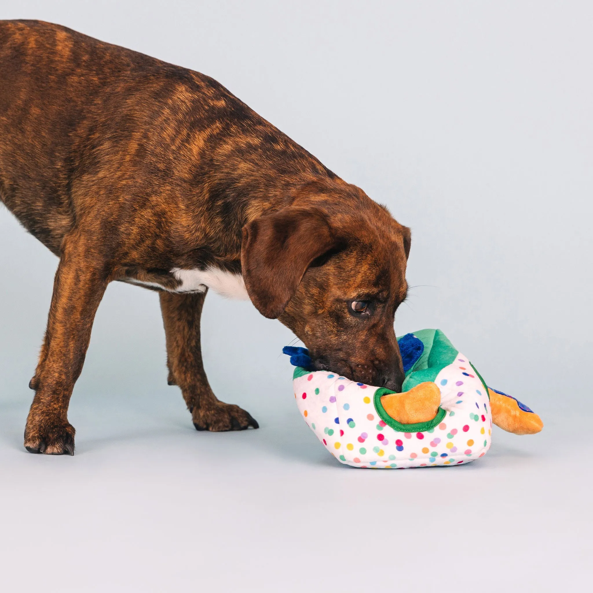 Fringe Birthday Gift Box Burrow Dog Toy
