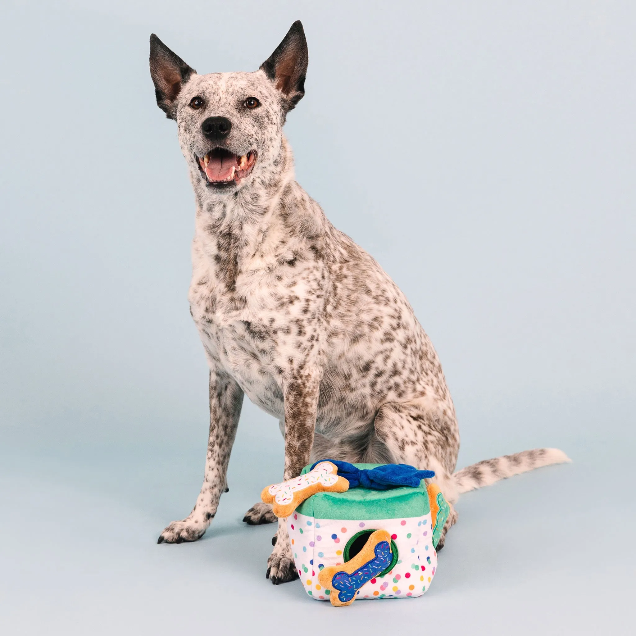 Fringe Birthday Gift Box Burrow Dog Toy