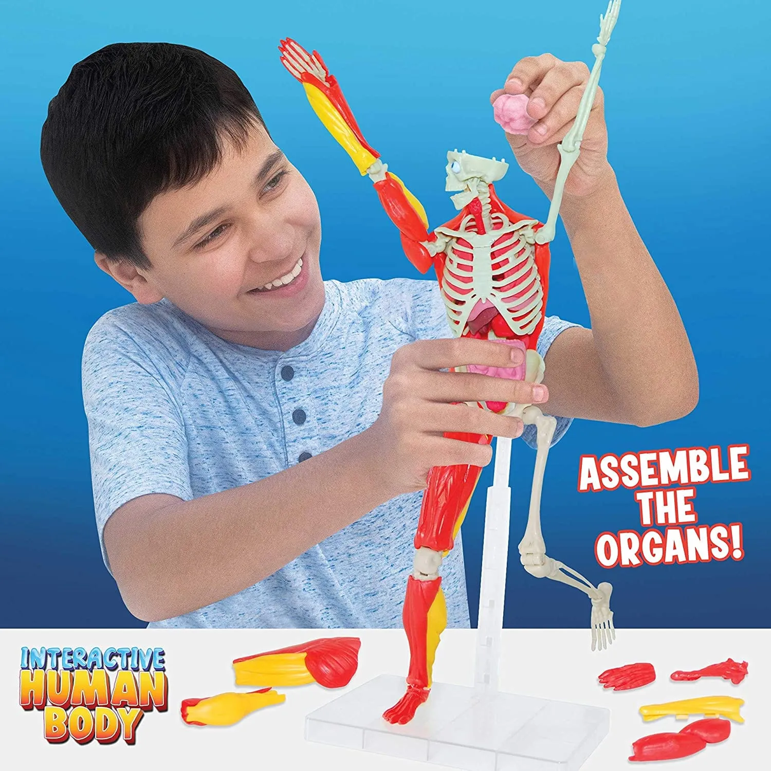 Interactive Human Body