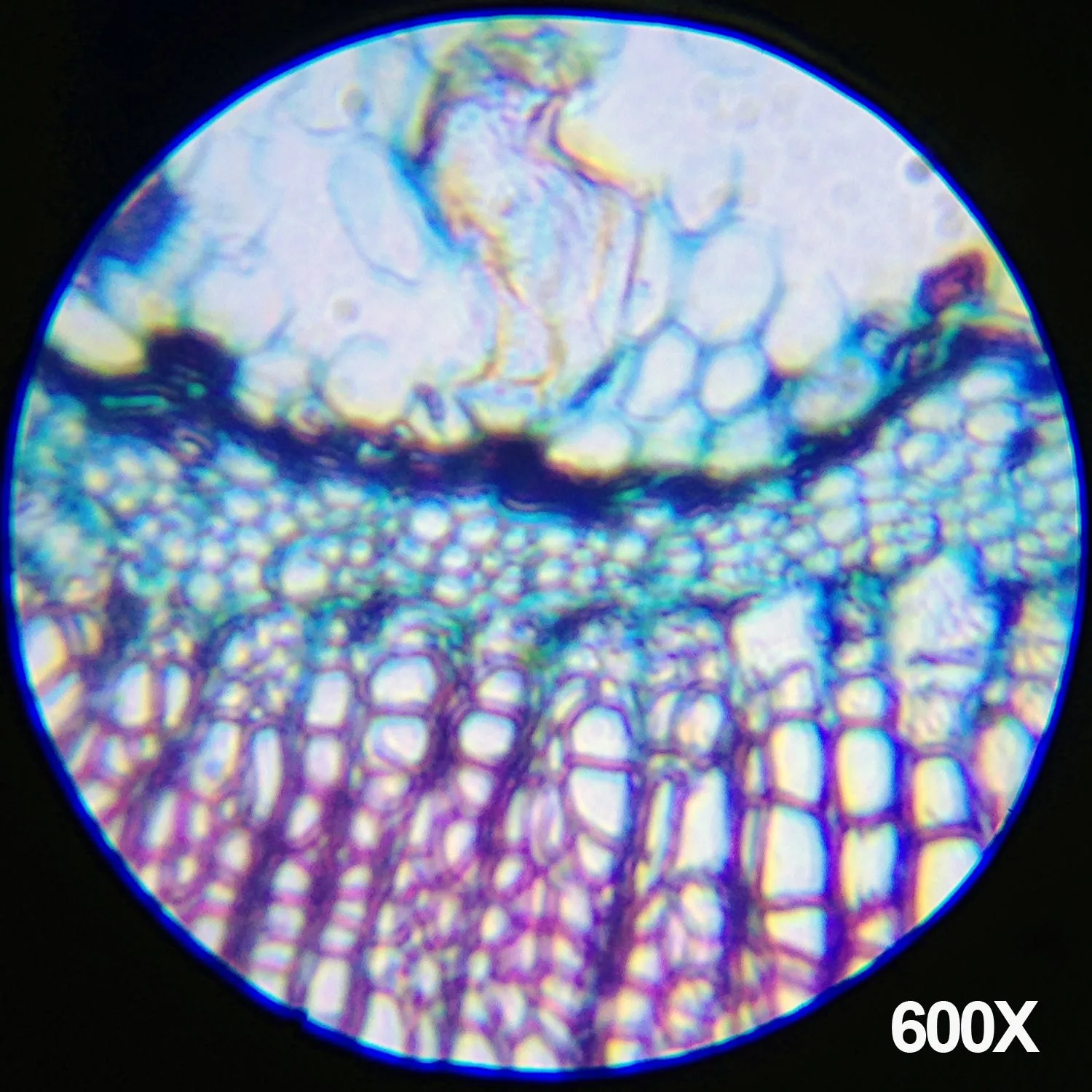 IQCrew By AMSCOPE M30 Series KIDS Compound Microscope 120X-1200X Magnification 48pc Metal Arm Educational Starter Biological Microscope Kit