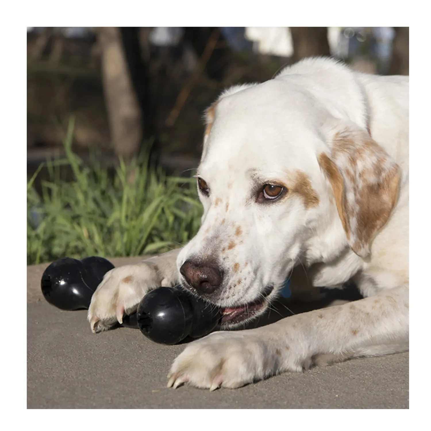 KONG Extreme Goodie Bone Dog Toy