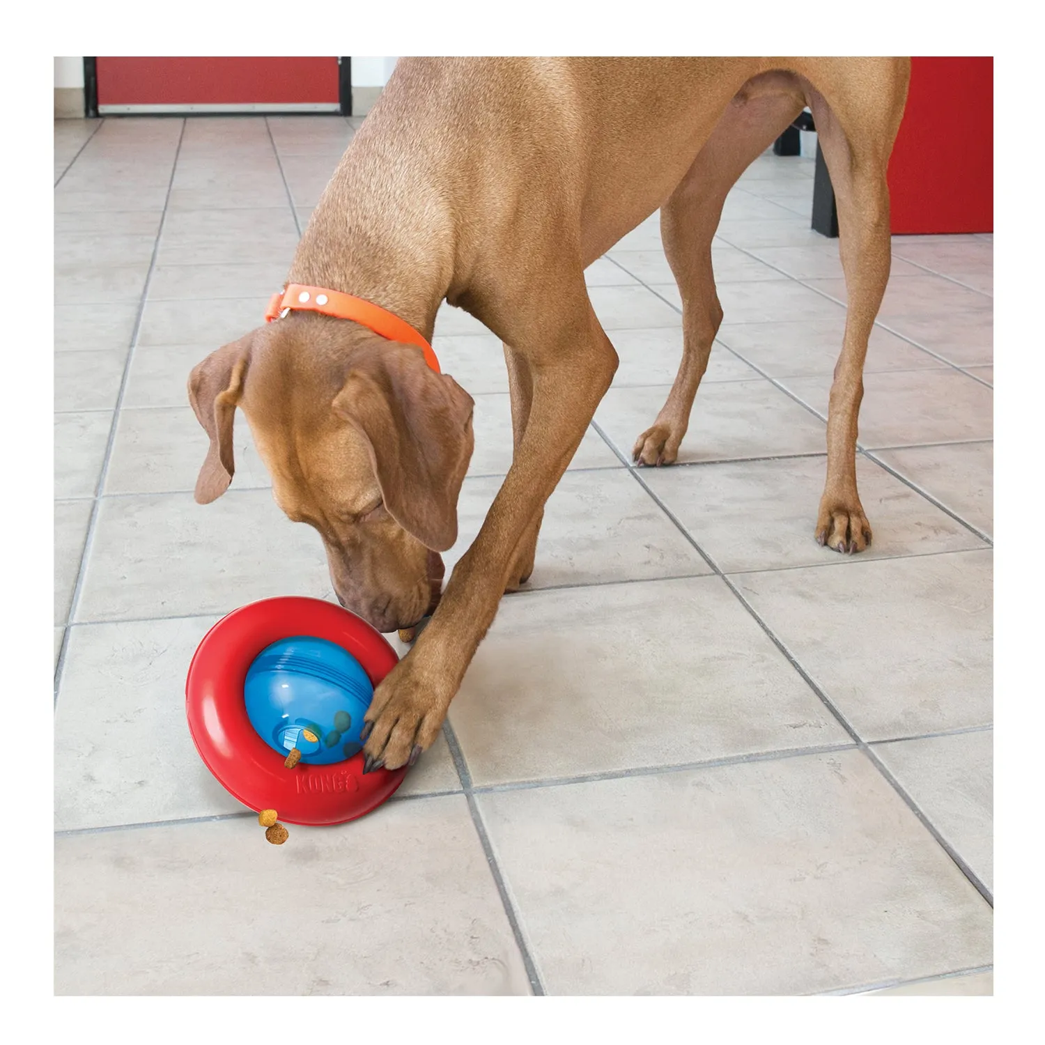 KONG Gyro Dog Toy
