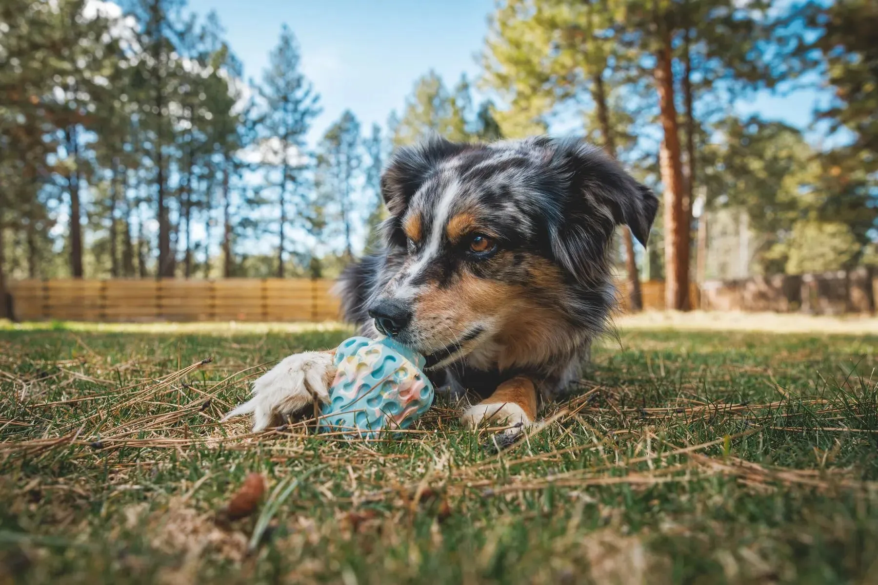 Ruffwear Morel™ Chew Resistant Treat Dispensing Dog Toy (Moss Green)