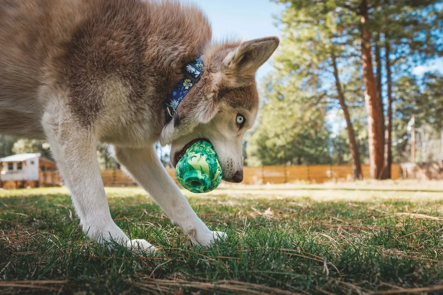 Ruffwear Morel™ Chew Resistant Treat Dispensing Dog Toy (Moss Green)
