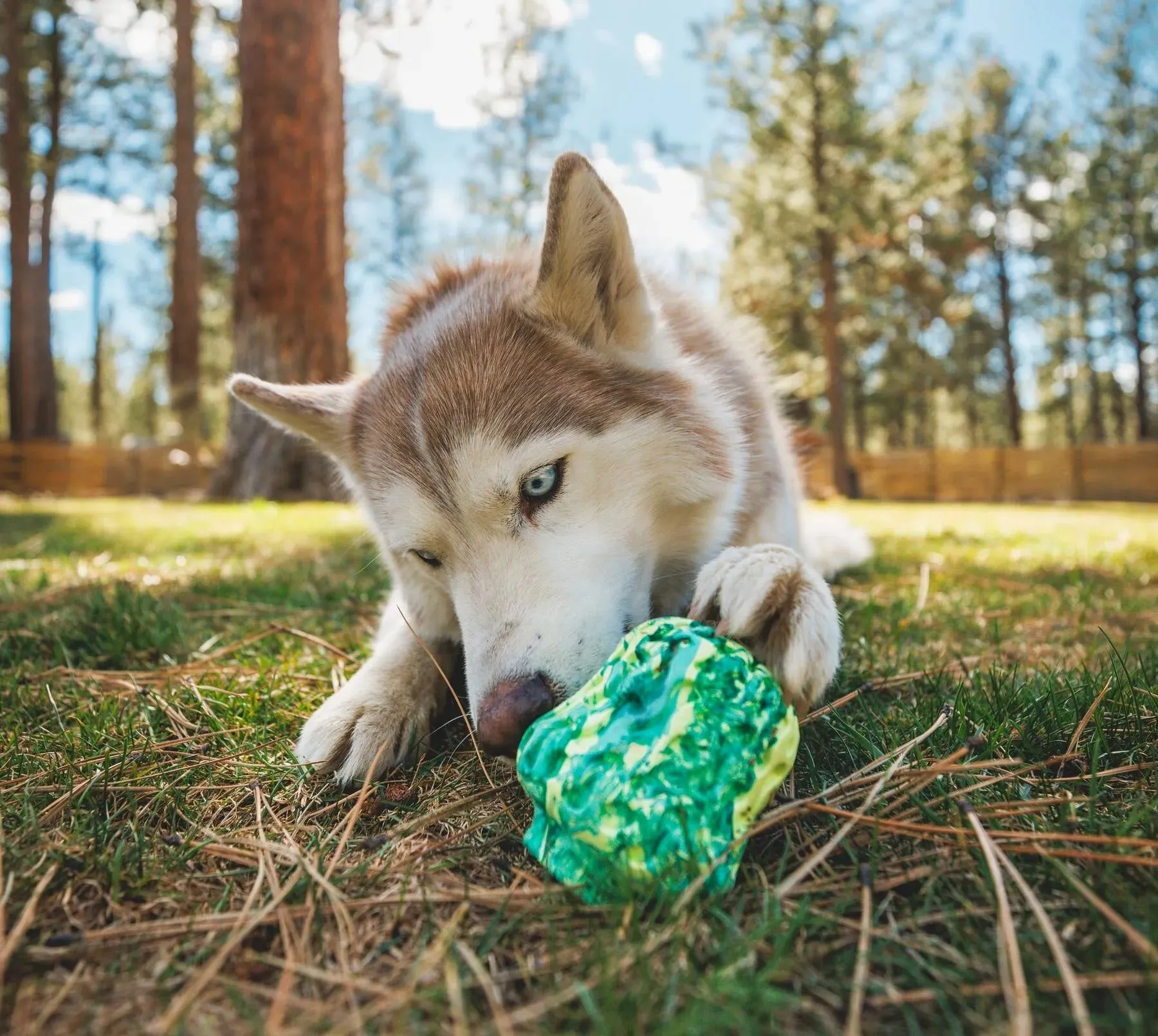 Ruffwear Morel™ Chew Resistant Treat Dispensing Dog Toy (Moss Green)