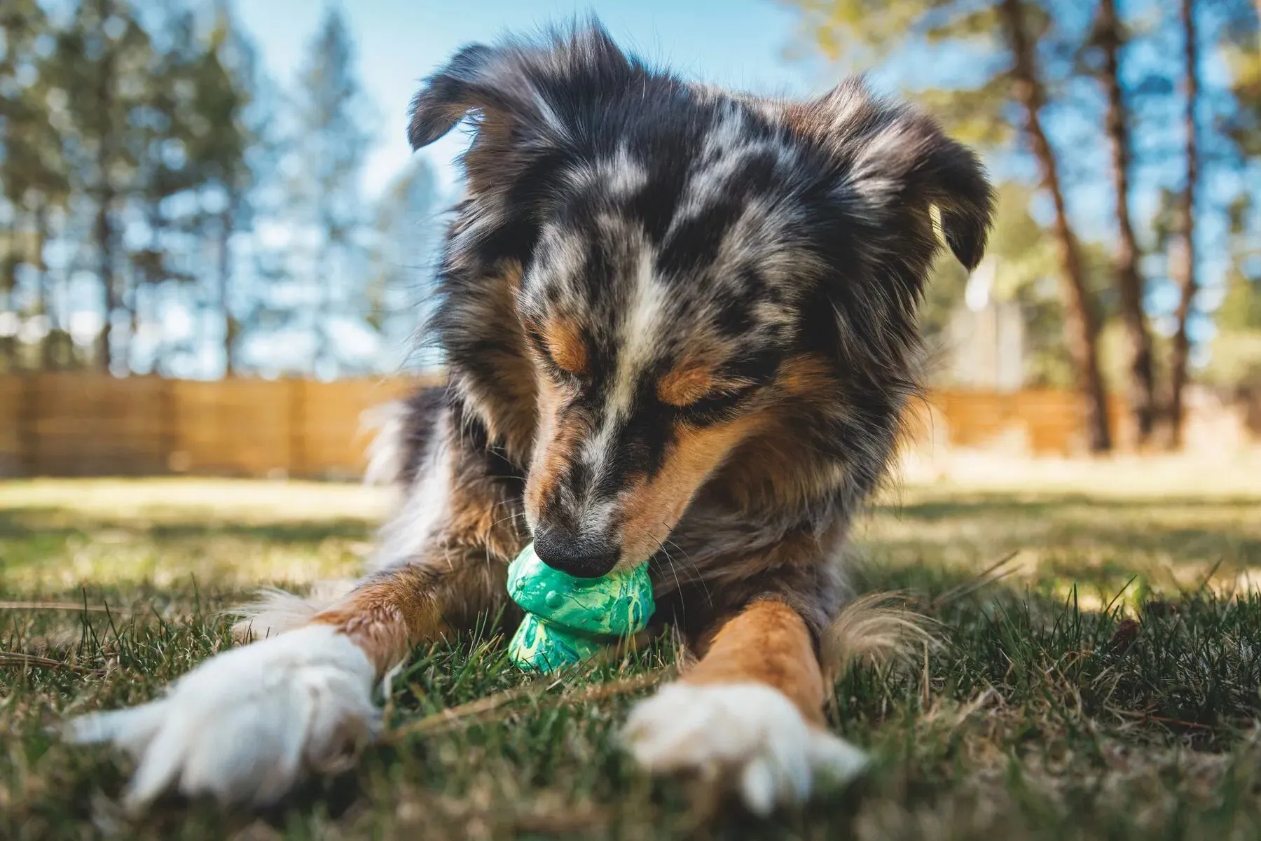 Ruffwear Toadstool™ Chew Resistant Treat Dispensing Dog Toy (Moss Green)