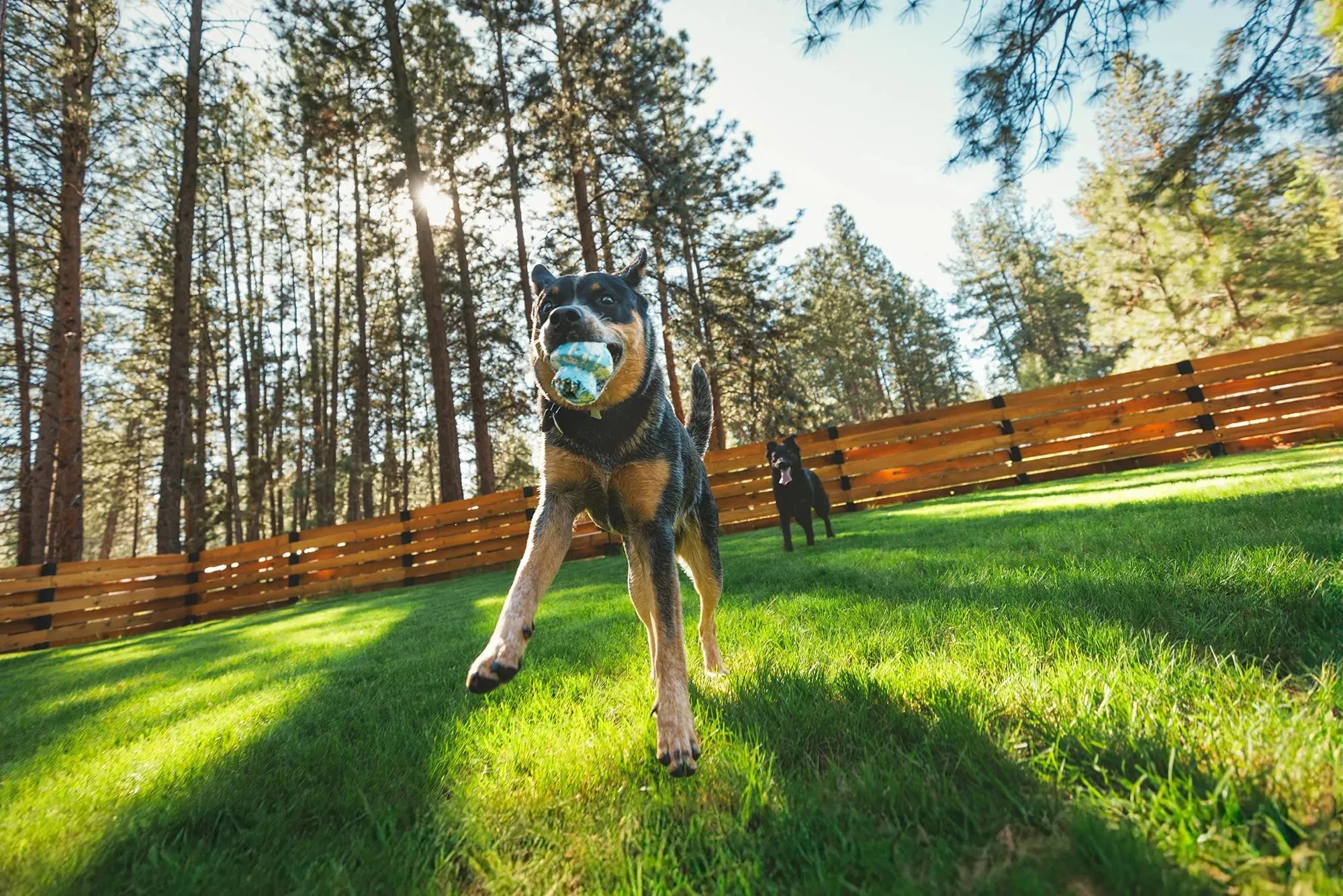 Ruffwear Toadstool™ Chew Resistant Treat Dispensing Dog Toy (Moss Green)